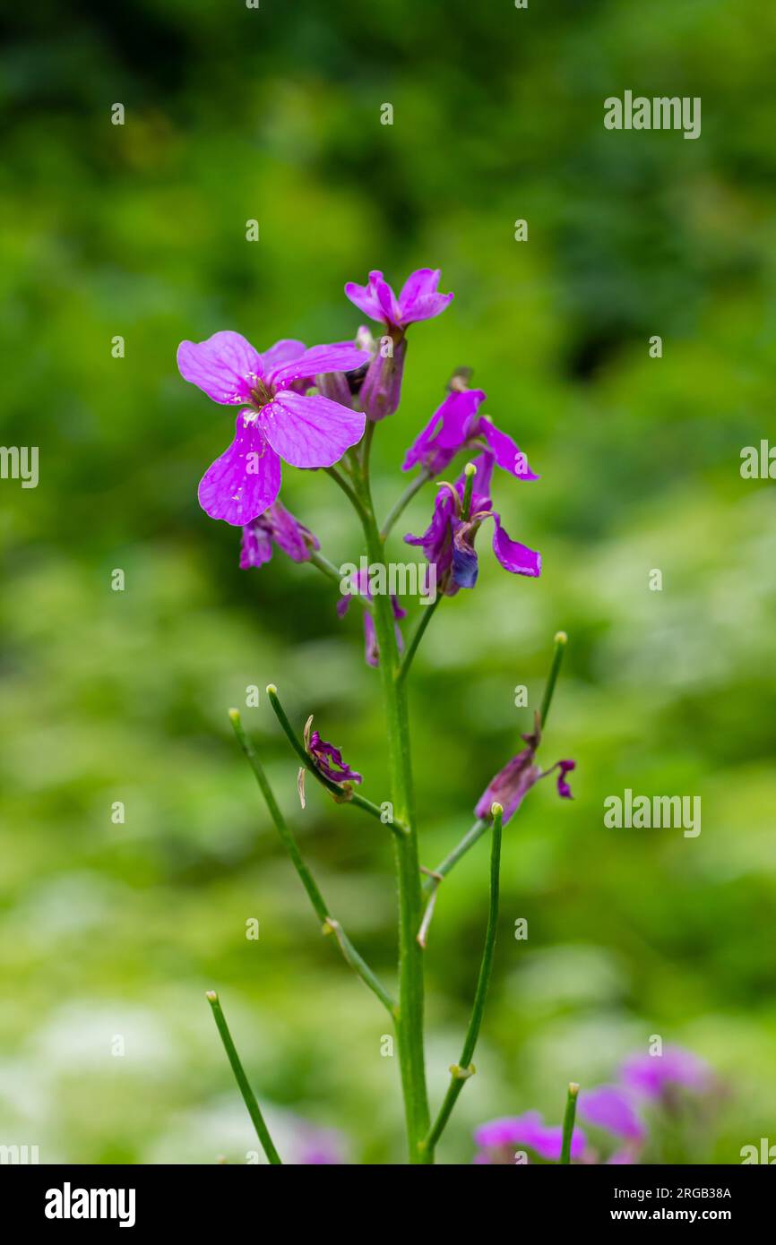 Hesperis matronalis o violetta estiva, erbacea perenne o biennale della famiglia delle brassicaceae.primo piano sul gilliflower viola Hesperis matronalis. Foto Stock