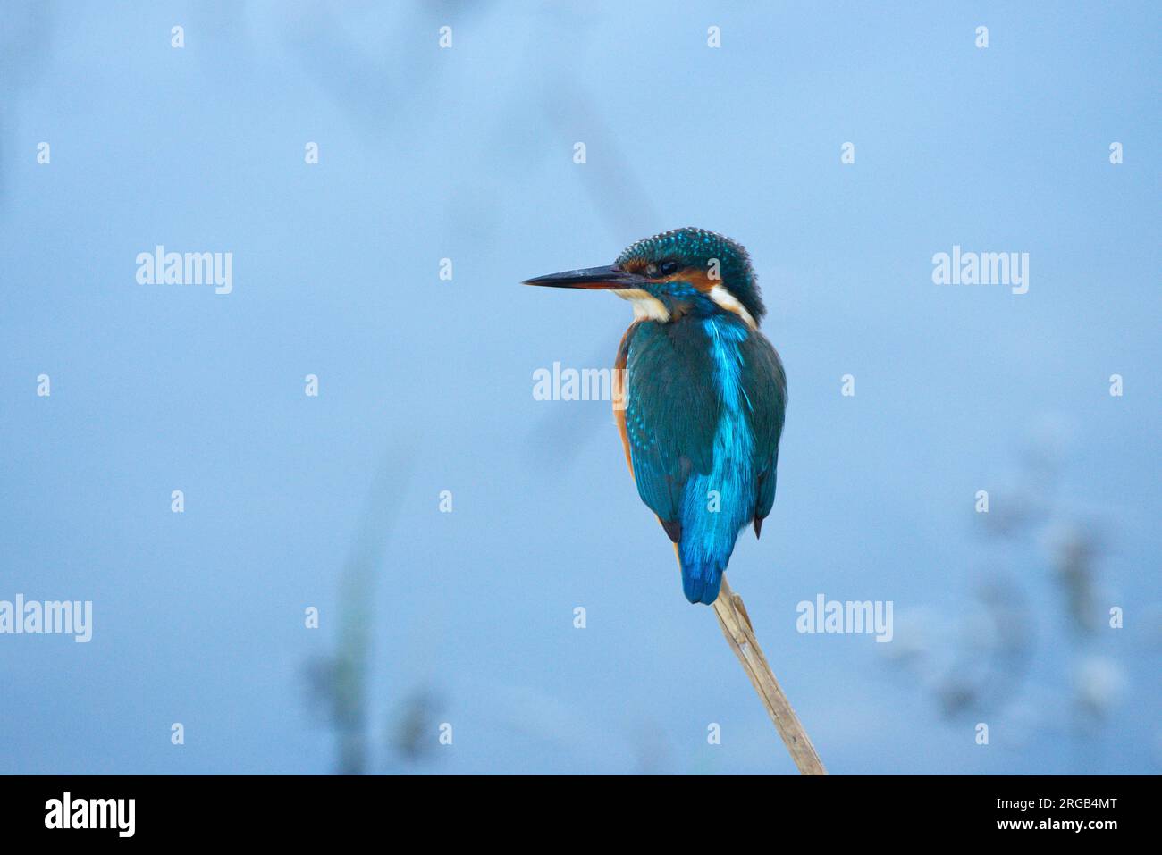 Un kingfisher arroccato su una canna .un Martín pescador posado en una caña Foto Stock