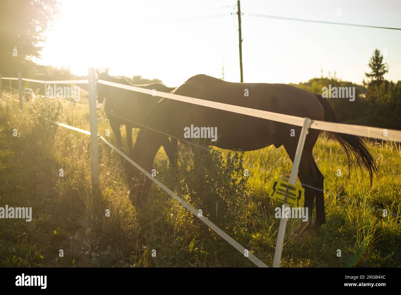 Cavallo purosangue che cammina in un campo all'alba. Foto Stock