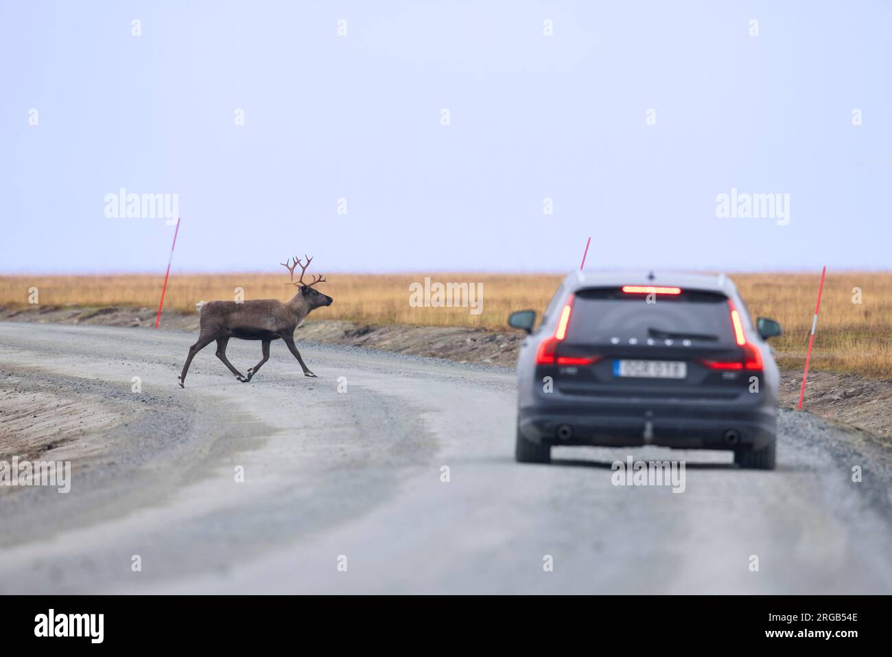 Renne (Rangifer tarandus) che attraversa la strada sterrata di fronte all'auto, Lapponia, Svezia Foto Stock