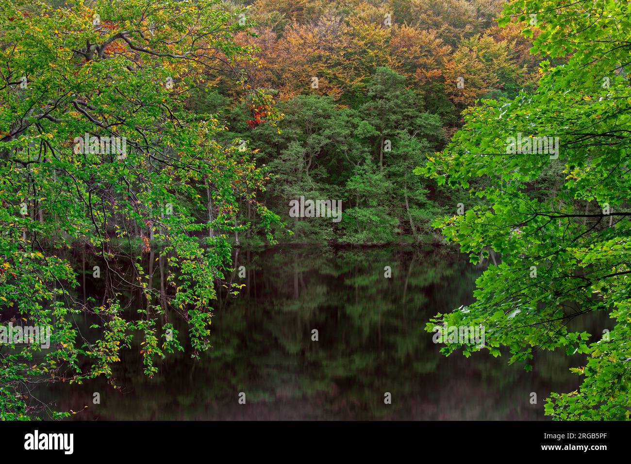 Fogliame che mostra i colori autunnali lungo il lago Hertha/Herthasee nel parco nazionale di Jasmund sull'isola di Rügen, Meclemburgo-Pomerania, Germania Foto Stock