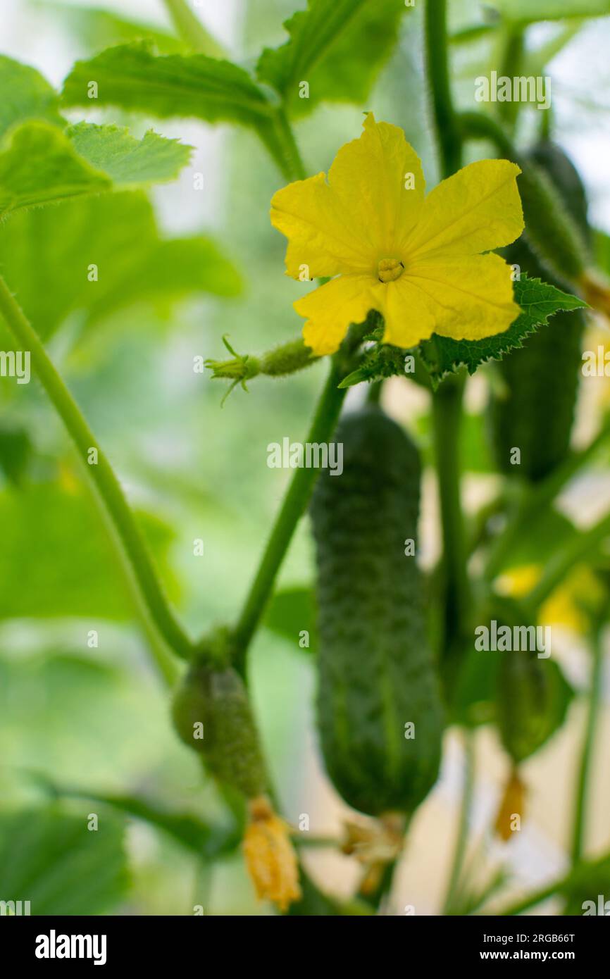 Nuovo fiore giallo brillante e cetriolo maturo che cresce sulla pianta sullo sfondo Foto Stock