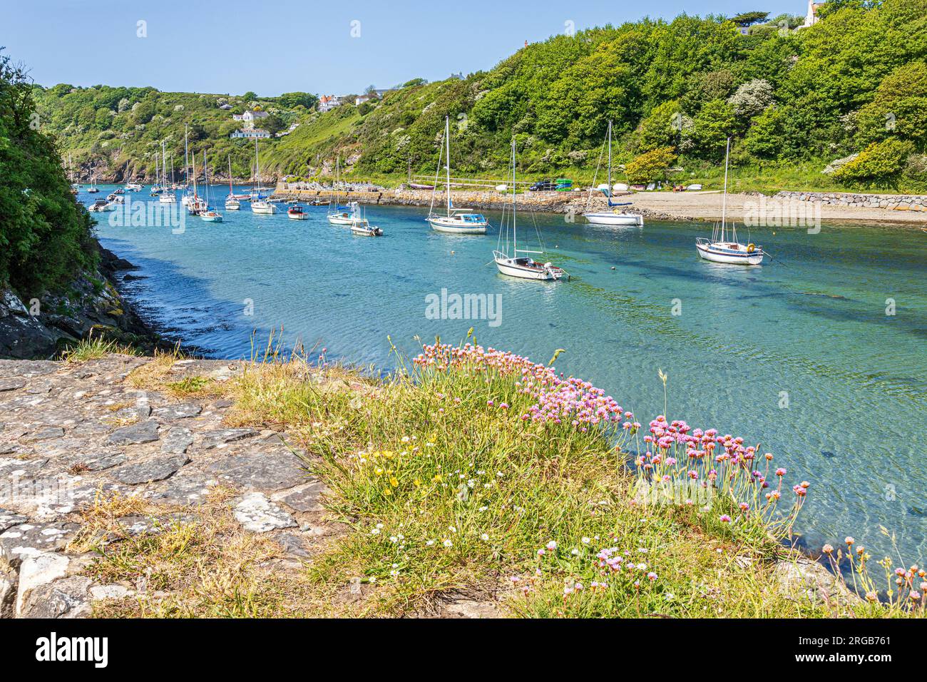 Pink di mare che crescono su un vecchio forno di calce nel porto di Solva nell'estuario del fiume Solva a Solva nel Parco Nazionale della costa del Pembrokeshire, Galles occidentale Foto Stock