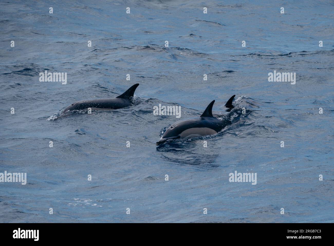 Il delfino comune è un mammifero marino diffuso a livello globale, riconosciuto per il suo modello a clessidra e la natura giocosa. Foto Stock