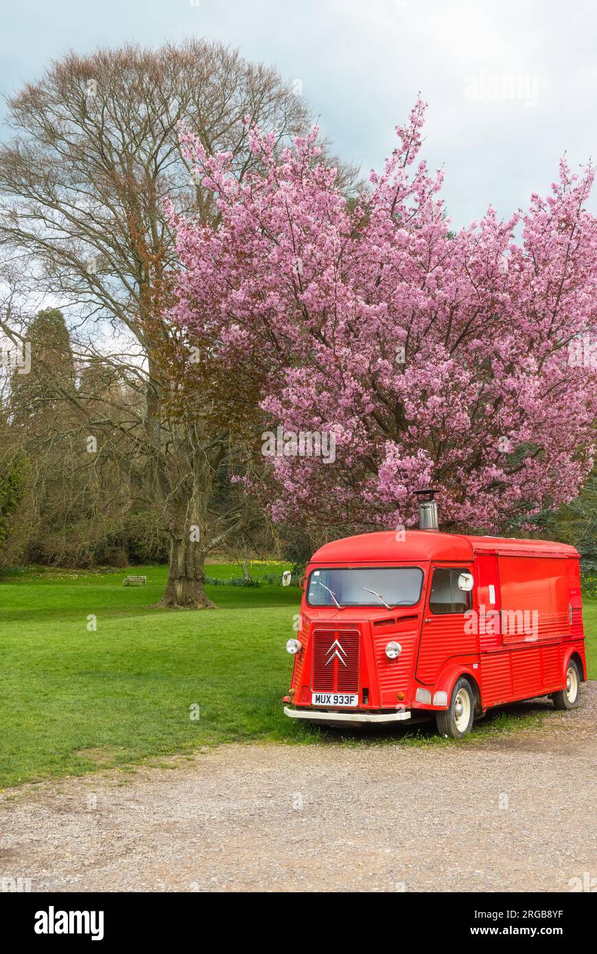 Camion alimentare Citroen rosso d'annata sotto un ciliegio rosa sui terreni del castello di Hever, Kent, Inghilterra Foto Stock