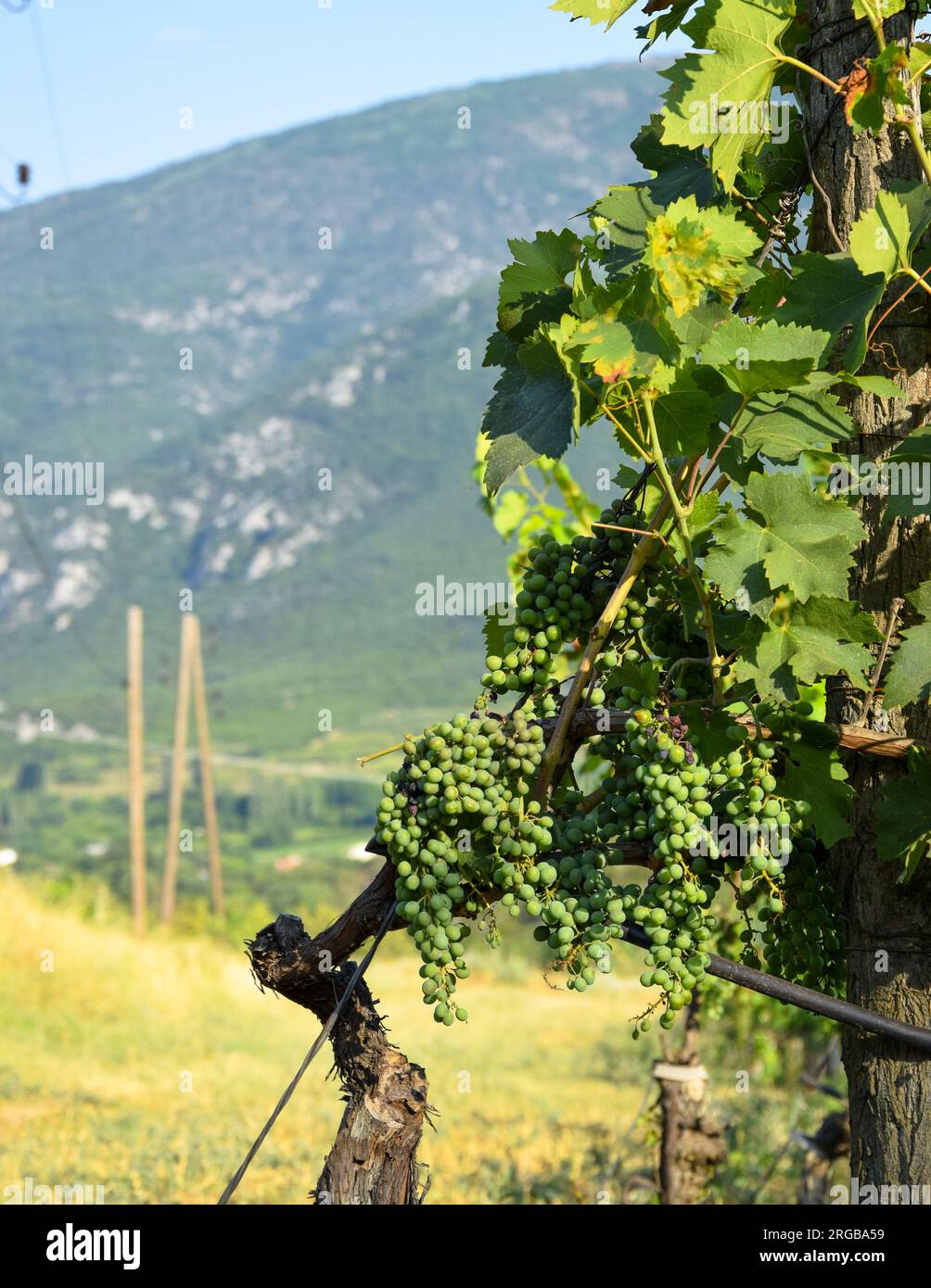 Uva che cresce nel vigneto e si prepara per il processo di produzione del vino nella famosa regione vinicola dell'Europa orientale di Tikves, Macedonia del Nord Foto Stock