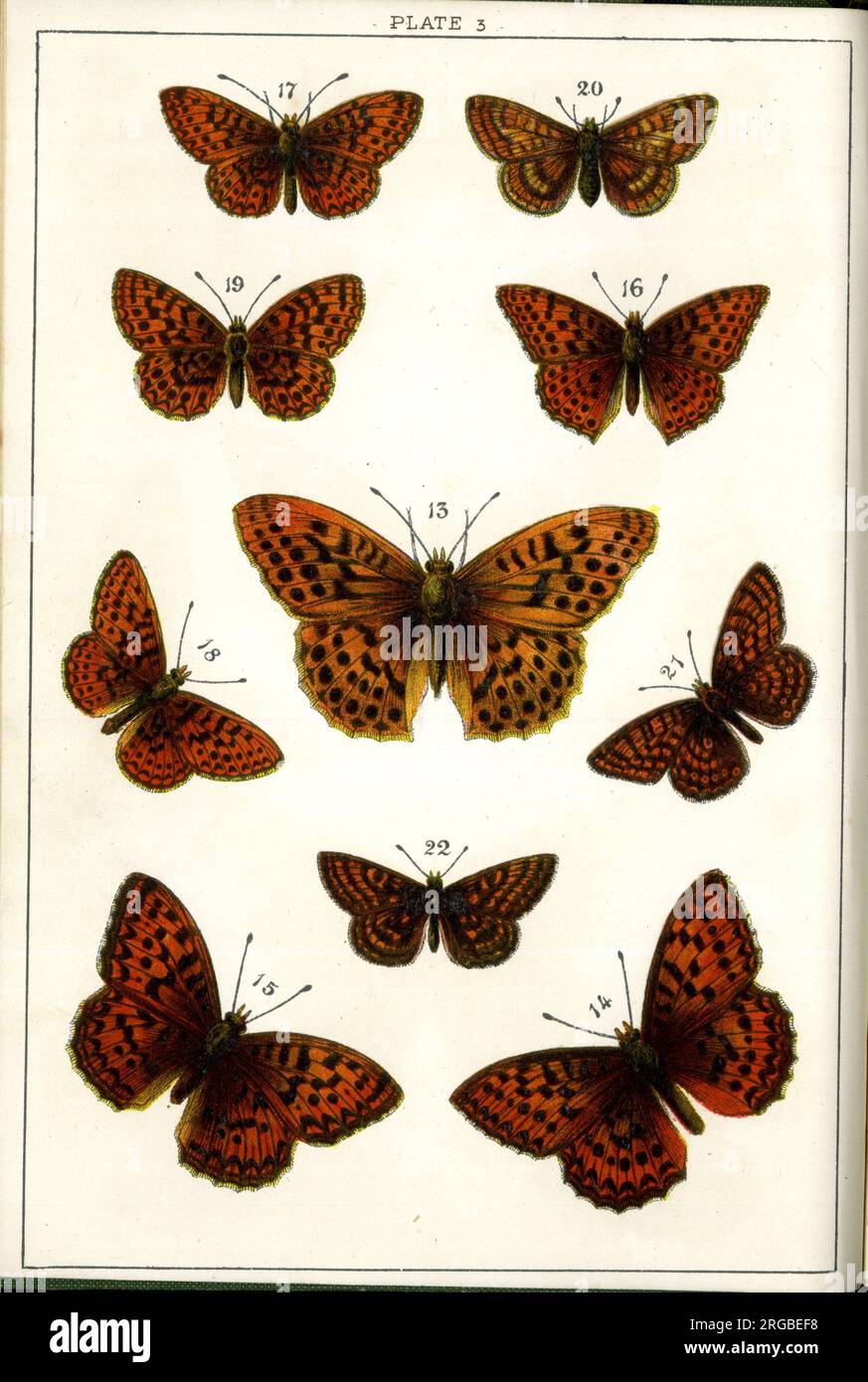 Farfalle e Moths, piatto 3, Papiliones, Nymphalidae. Foto Stock