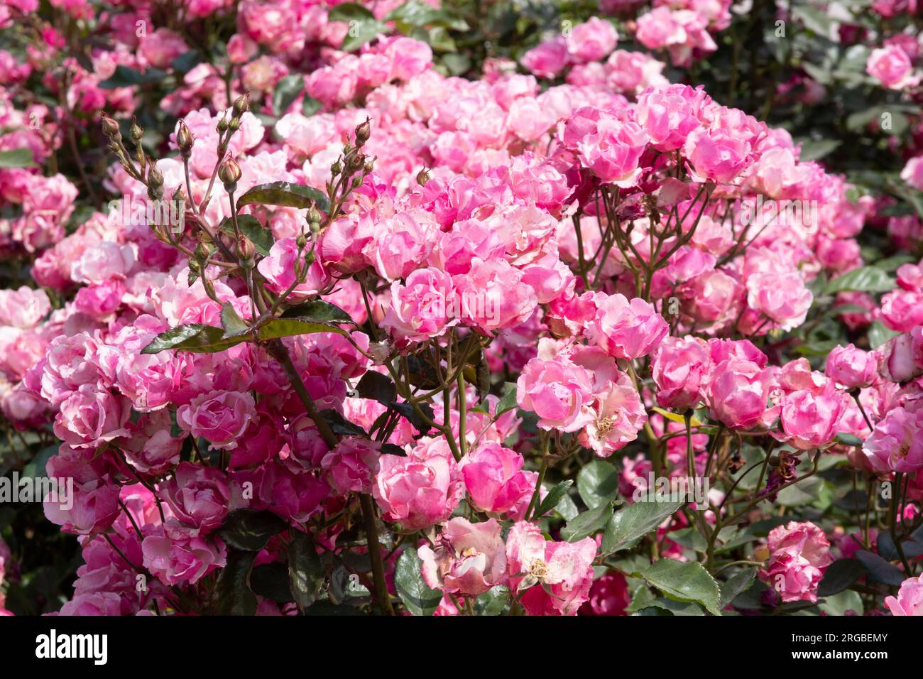 Rose de la Marne Foto Stock