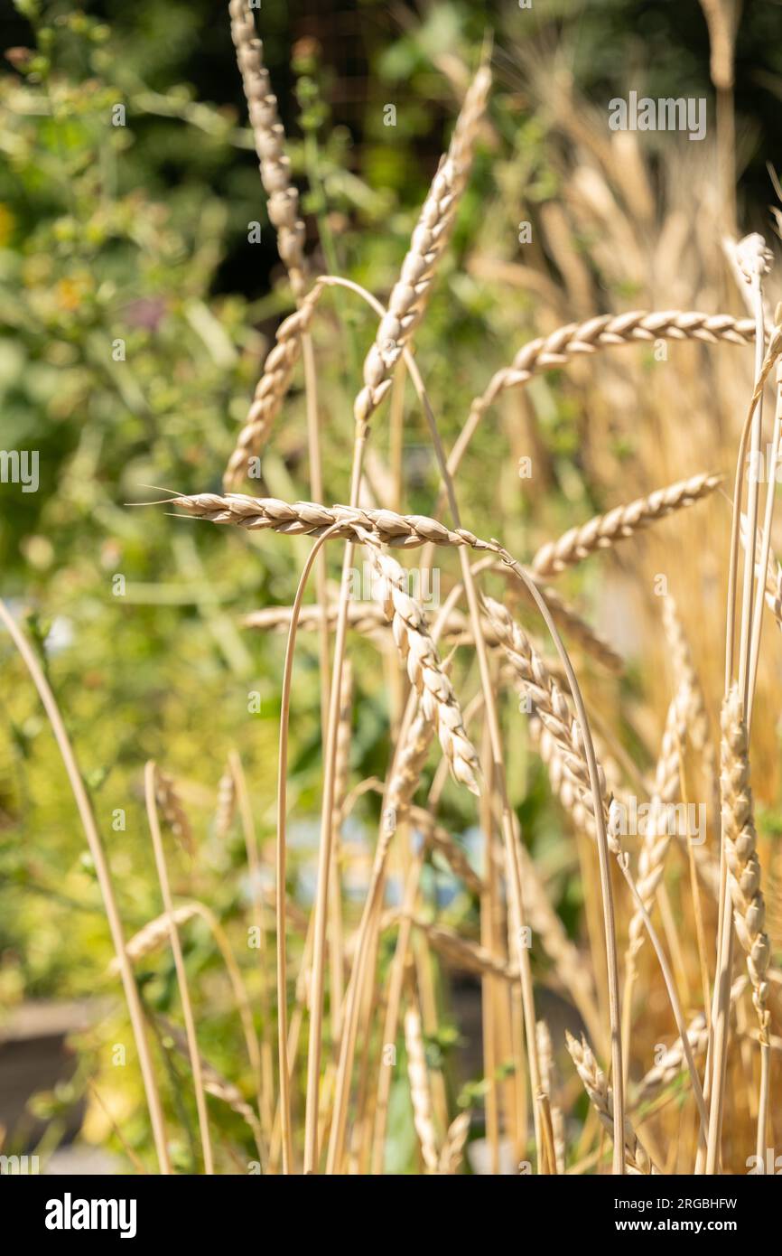 Zurigo, Svizzera, 14 luglio 2023 Triticum Spelta o Dinkel Wheat presso l'orto botanico Foto Stock