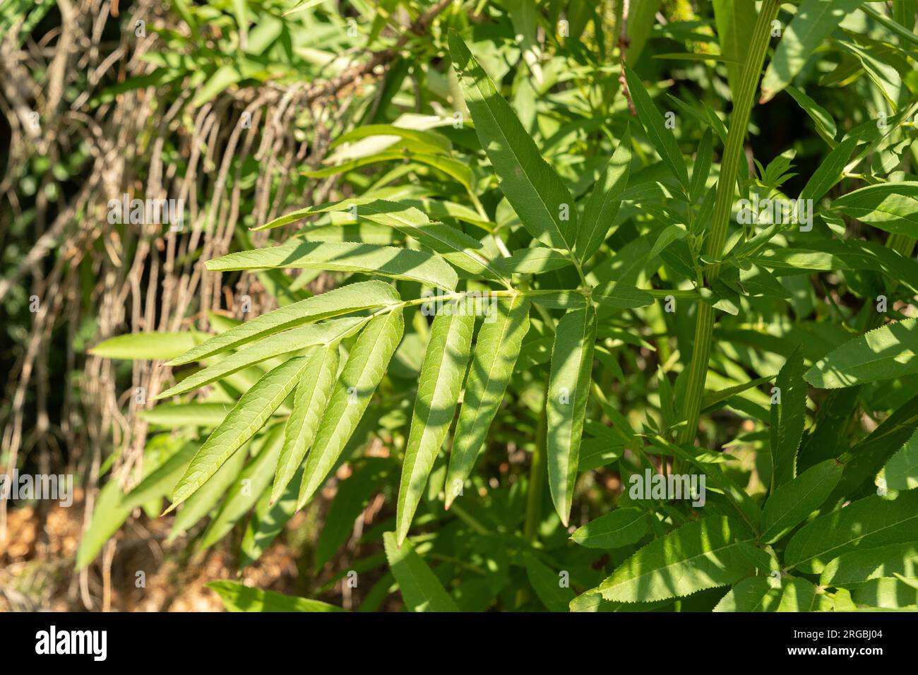 Zurigo, Svizzera, 14 luglio 2023 Sambucus Ebulus o dane Weed presso l'orto botanico Foto Stock