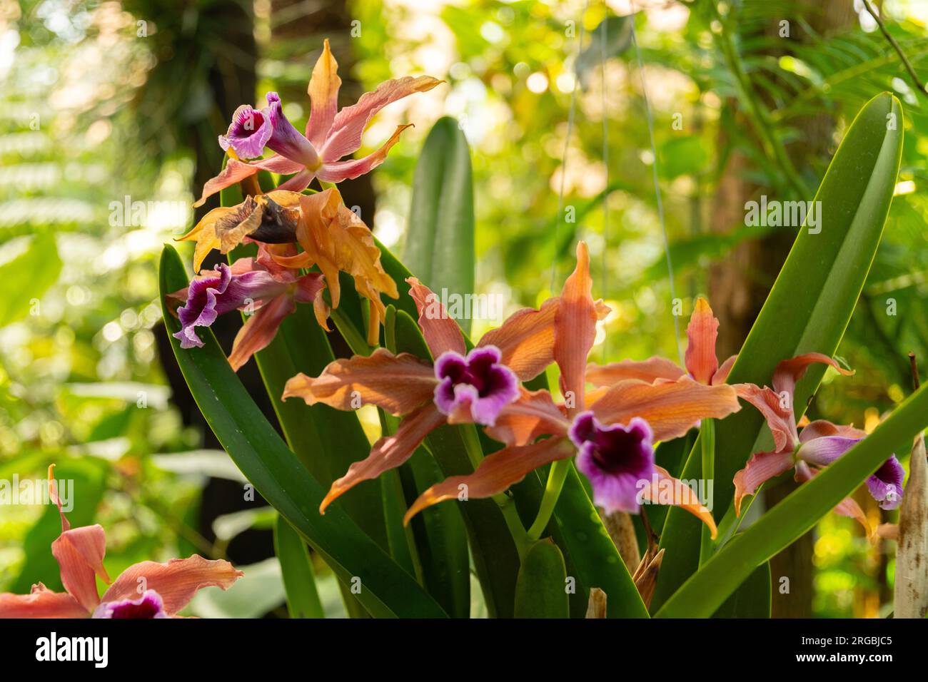 Zurigo, Svizzera, 14 luglio 2023 orchidea Laelia Tenebrosa presso l'orchidea botanica Foto Stock