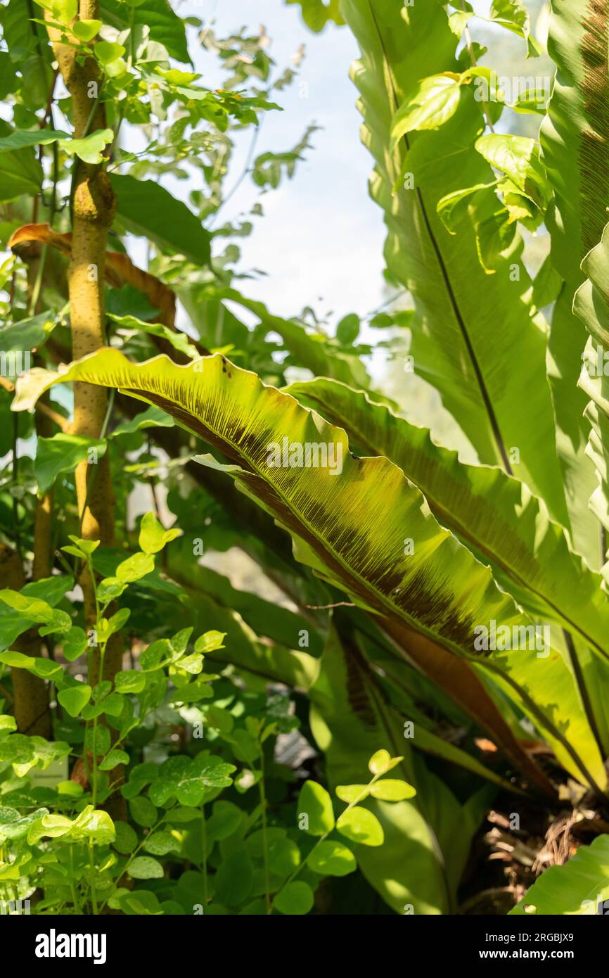 Zurigo, Svizzera, 14 luglio 2023 Asplenium Australasicum o felce nido di uccelli nell'orto botanico Foto Stock