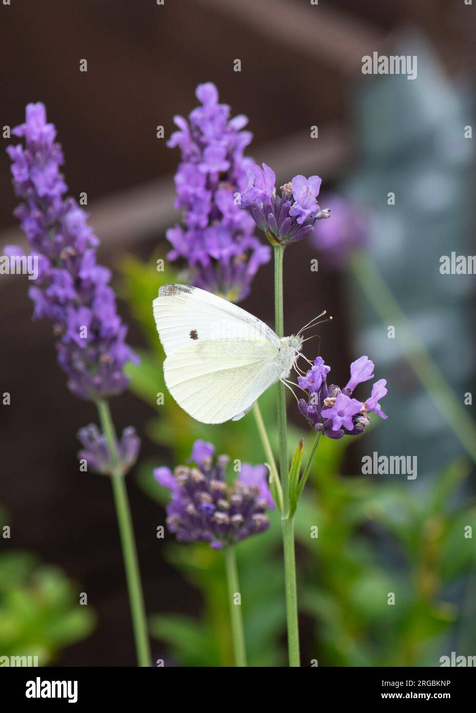 primo piano verticale di una piccola farfalla di cavolo bianco pieris rapae, da su uno sfondo frullato alla lavanda spazio negativo per il testo sopra Foto Stock