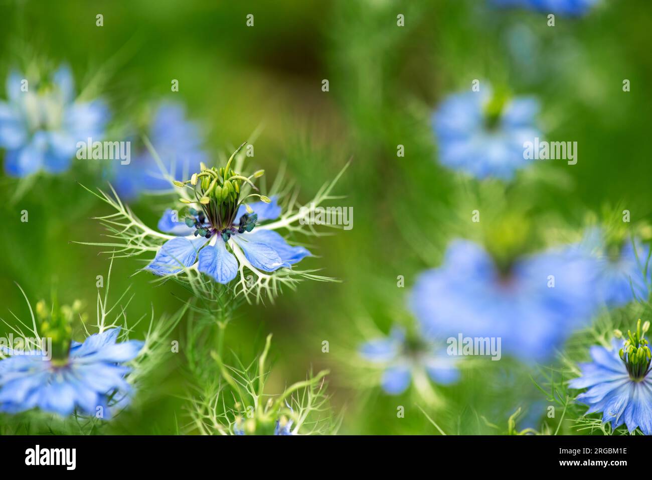 nigella damascena, nota anche come love-in-a-mist, un bellissimo e ampio fiore che resemi lo spazio copiato sul lato destro, sfondo sfocato Foto Stock