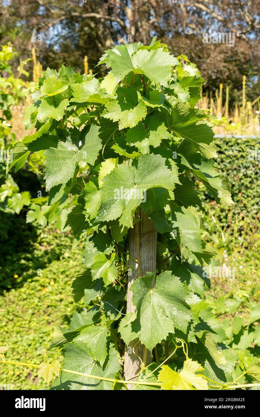 Zurigo, Svizzera, 14 luglio 2023 Vitis Vinifera o pianta di uva comune nell'orto botanico Foto Stock