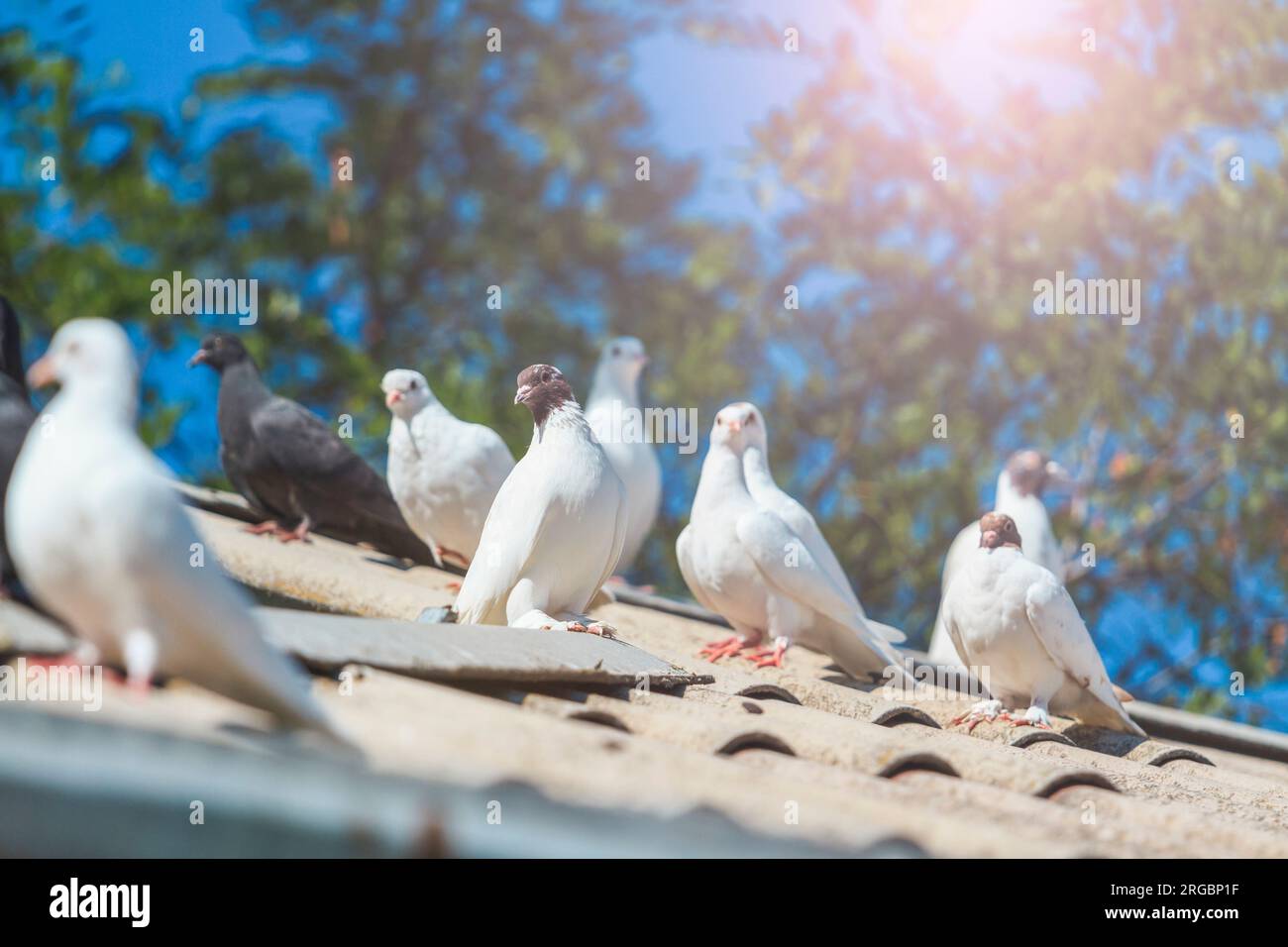 piccioni purosangue bianco seduti sul tetto Foto Stock