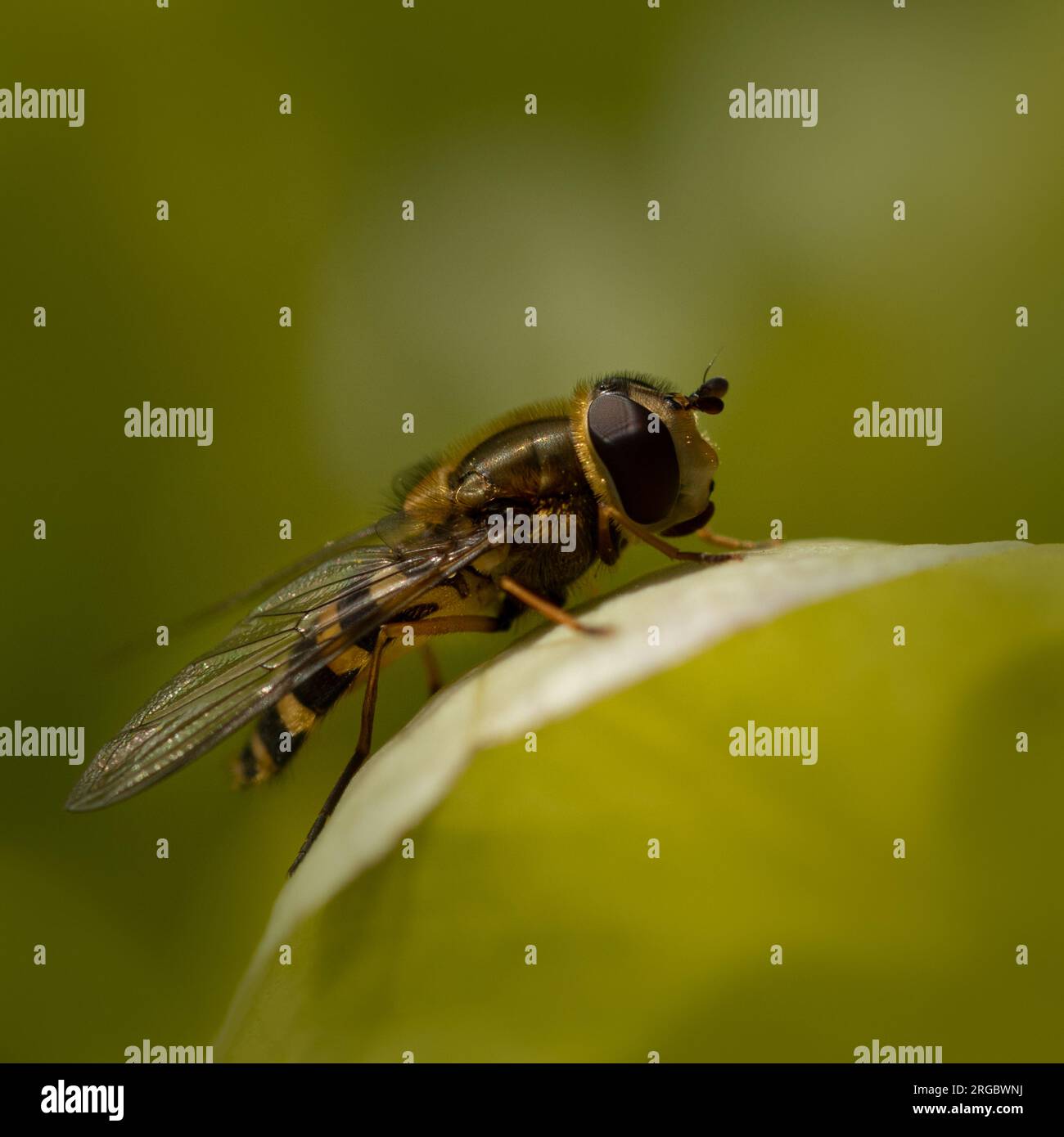 Hoverfly giallo e nero, fotografato lateralmente, appoggiato sul bordo di una foglia verde. Foto Stock