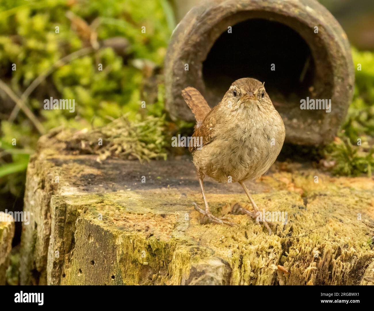 Piccolo uccello wren che cerca cibo intorno a vecchi tronchi d'albero nella foresta con sfondo naturale Foto Stock