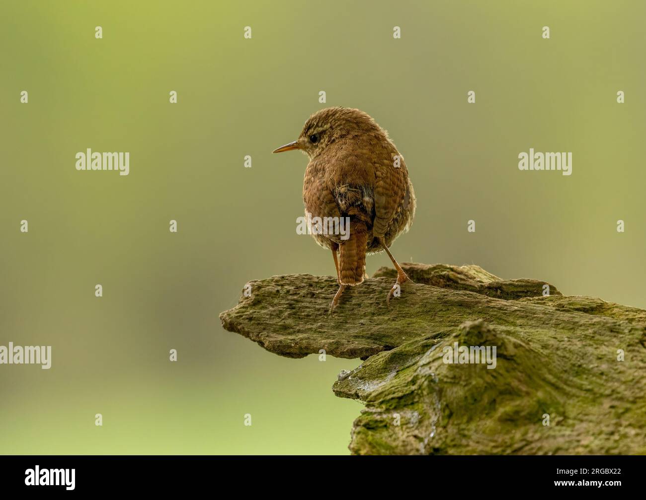 Piccolo uccello wren che cerca cibo intorno a vecchi tronchi d'albero nella foresta con sfondo naturale Foto Stock