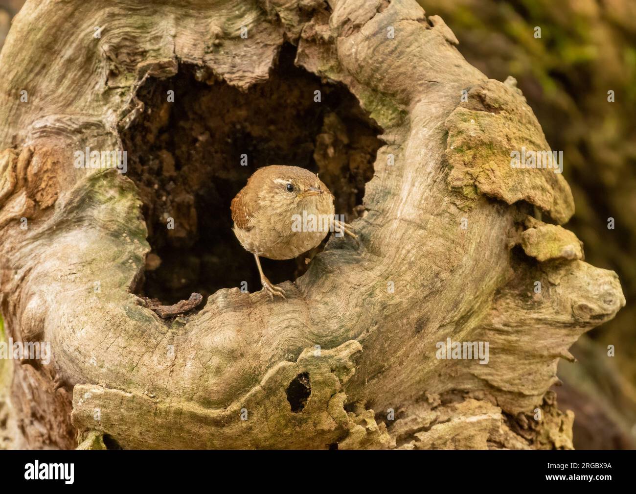 Piccolo uccello wren che cerca cibo intorno a vecchi tronchi d'albero nella foresta con sfondo naturale Foto Stock