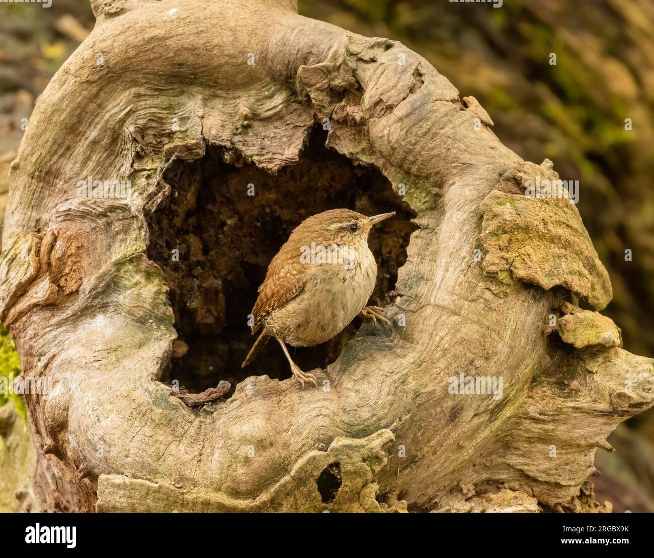 Piccolo uccello wren che cerca cibo intorno a vecchi tronchi d'albero nella foresta con sfondo naturale Foto Stock