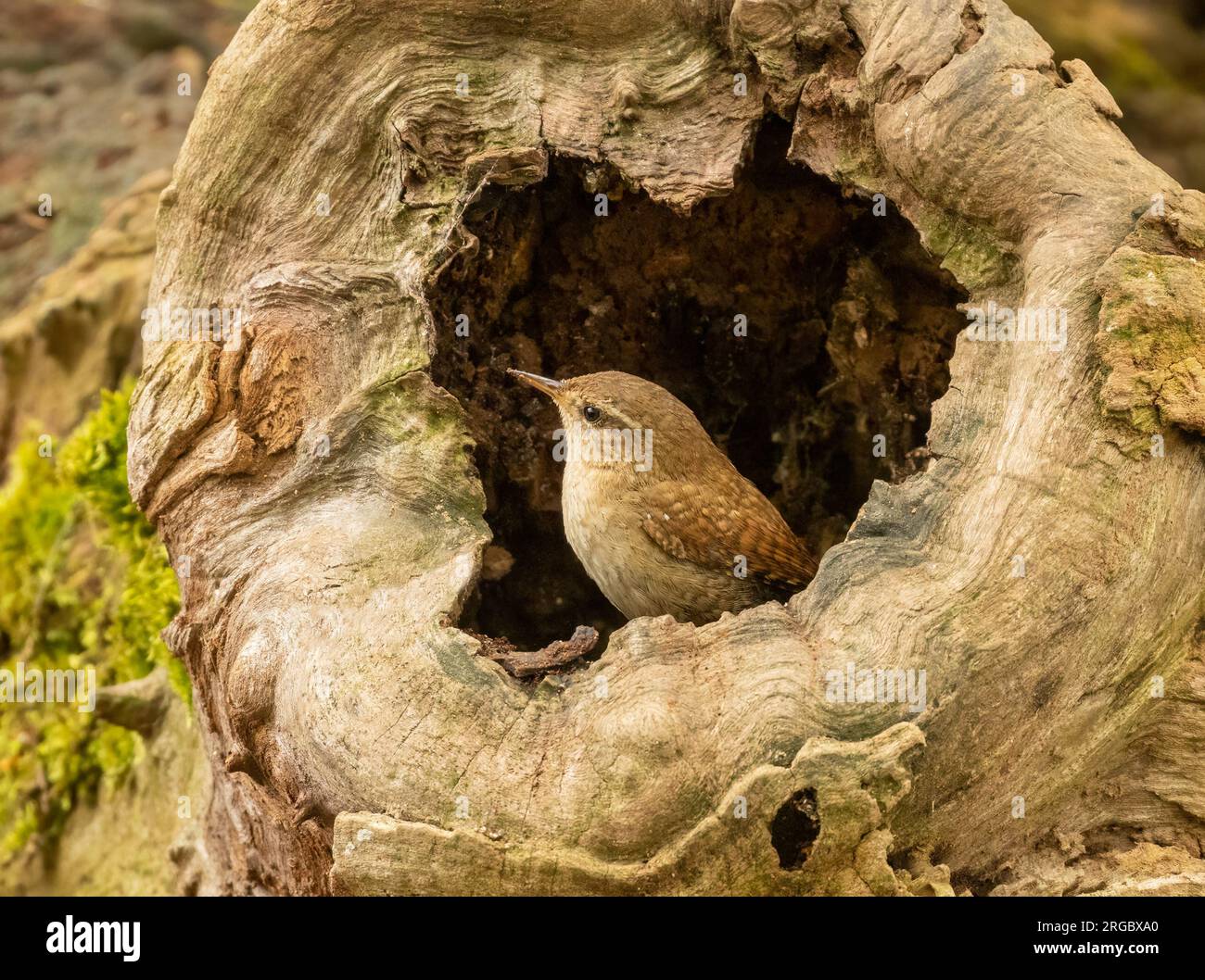 Piccolo uccello wren che cerca cibo intorno a vecchi tronchi d'albero nella foresta con sfondo naturale Foto Stock