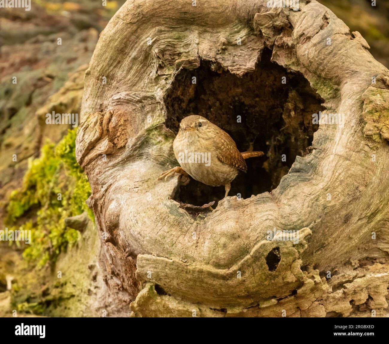 Piccolo uccello wren che cerca cibo intorno a vecchi tronchi d'albero nella foresta con sfondo naturale Foto Stock