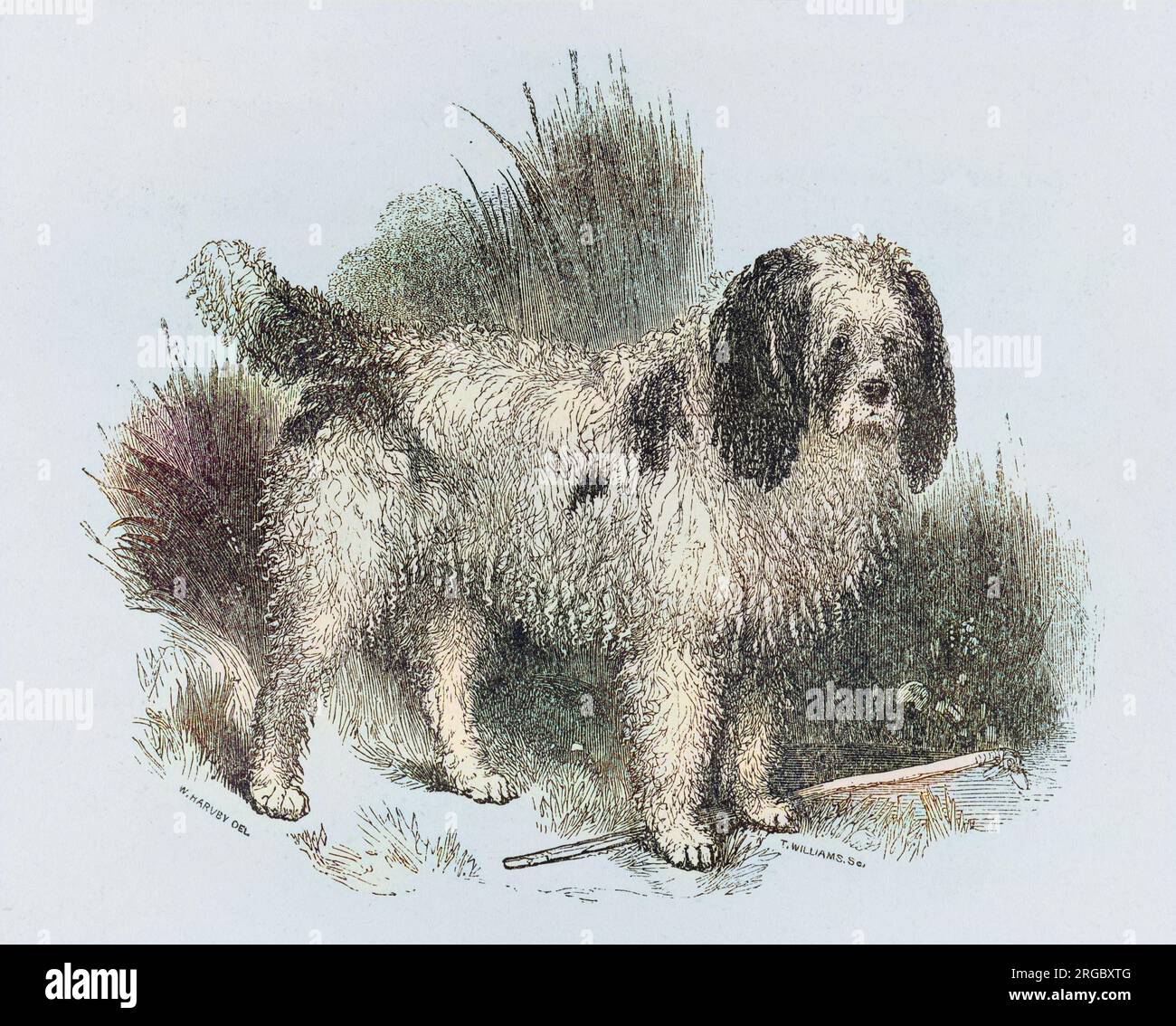 Un'interessante incisione antica di una barbetta lunga prima che la razza fosse data al suo aspetto attuale. In questo periodo i poodle sono stati utilizzati per il recupero in acqua Foto Stock