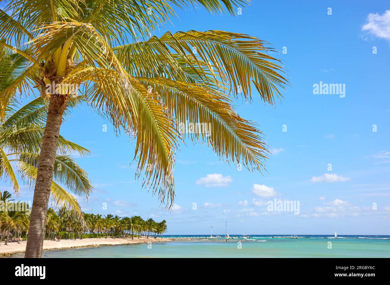 Palme da cocco su una spiaggia tropicale, penisola dello Yucatan, Messico. Foto Stock
