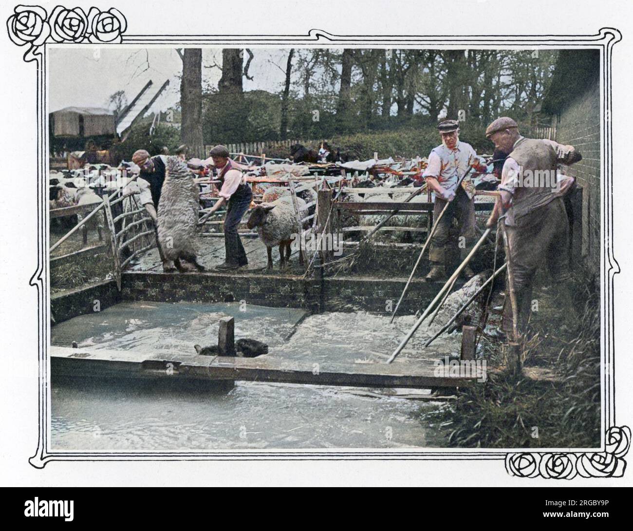 Pecora che si tuffa in una fattoria britannica, fatto per proteggere la pecora da parassiti. Foto Stock