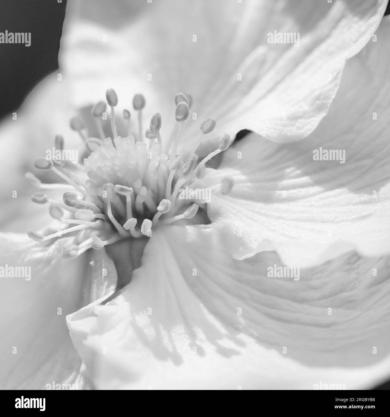 Fiore di Potentilla singolo in Mono con petali e Stamen evidenziati su uno sfondo nero Foto Stock