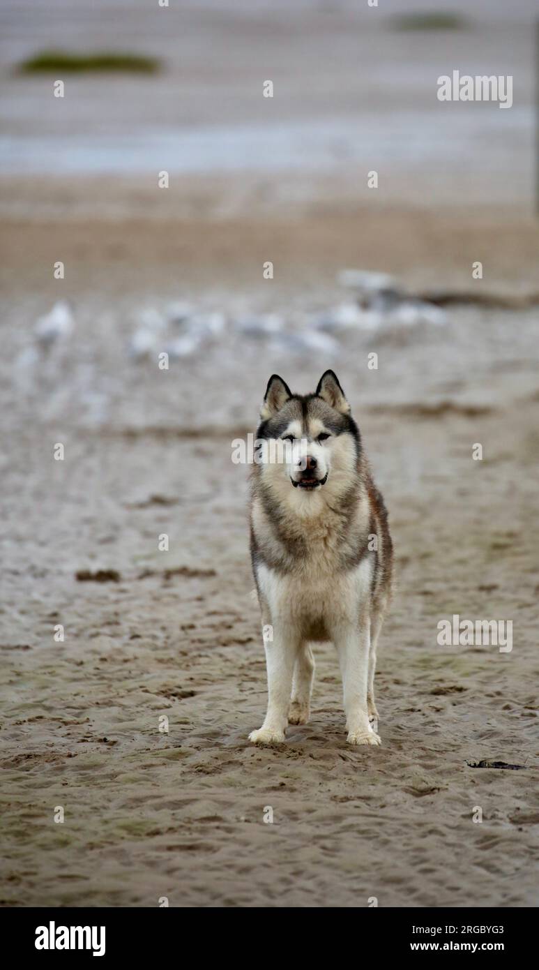 Alaskan Malamute Cane Foto Stock