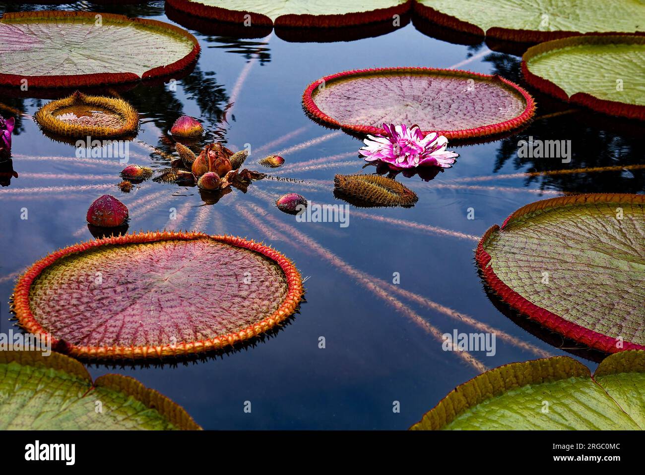 stagno di ninfee, fiori coltivati, vassoi, dimensioni diverse, steli di foglie, crescono da tuberi, rizomi, resistenti o tropicali, perenni acquatici, ninfei Foto Stock