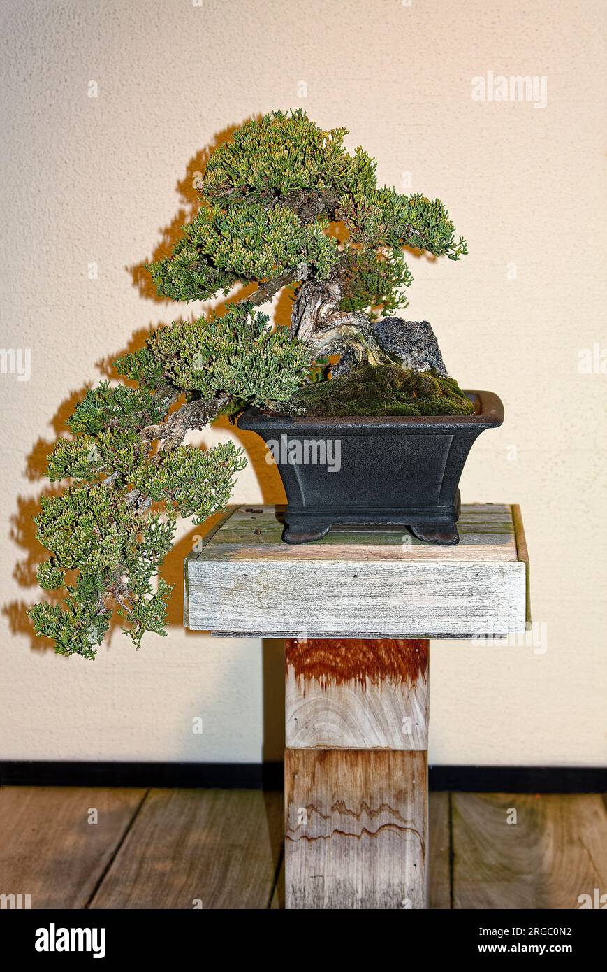 Pianta di bonsai; addestrata, tecnica iniziata in Cina intorno al 700 d.C., sviluppata in Giappone, influenzata dal buddismo Zen, pentola poco profonda, minimalista, piccolo rustico Foto Stock