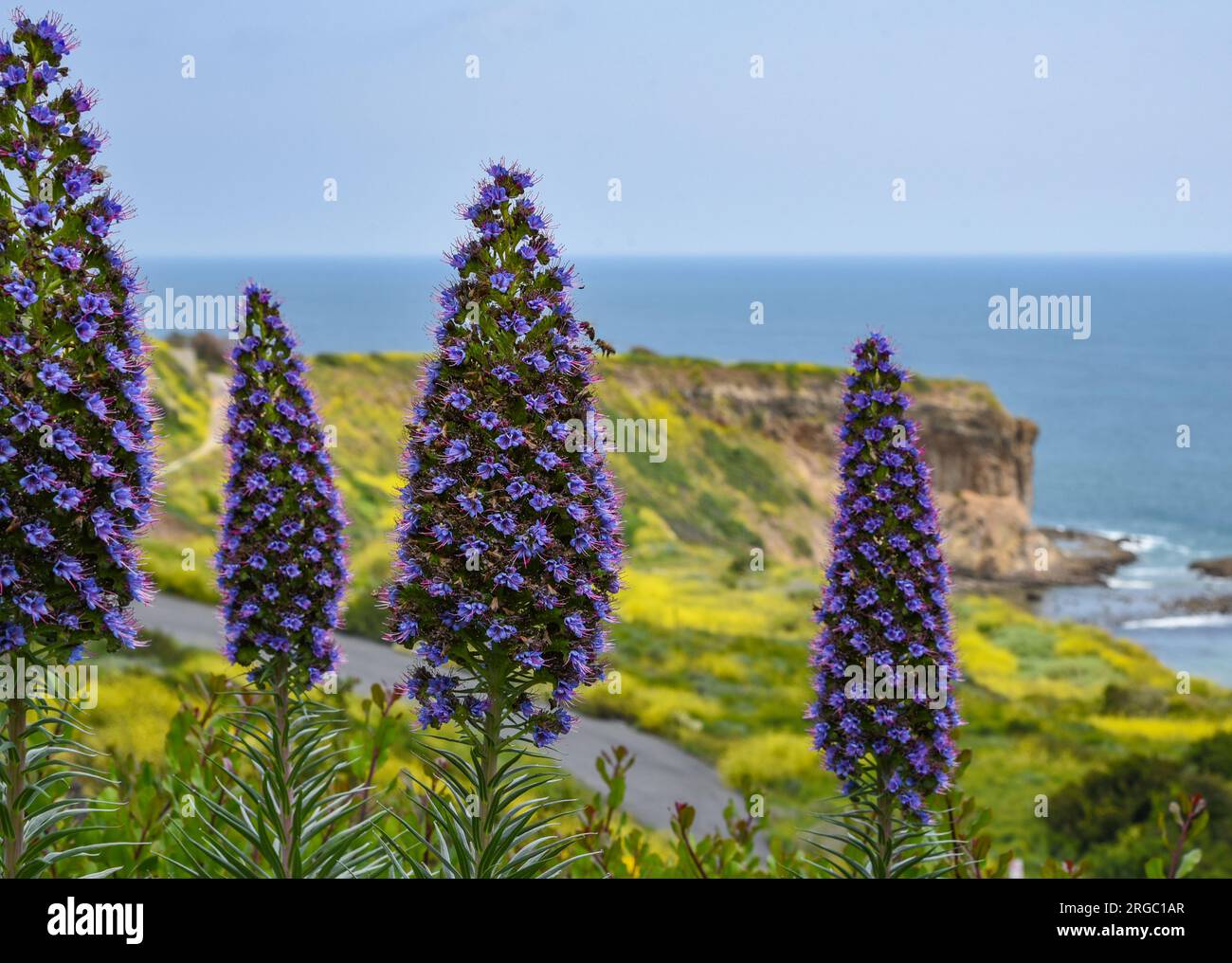 La Violetta fiori selvatici Foto Stock