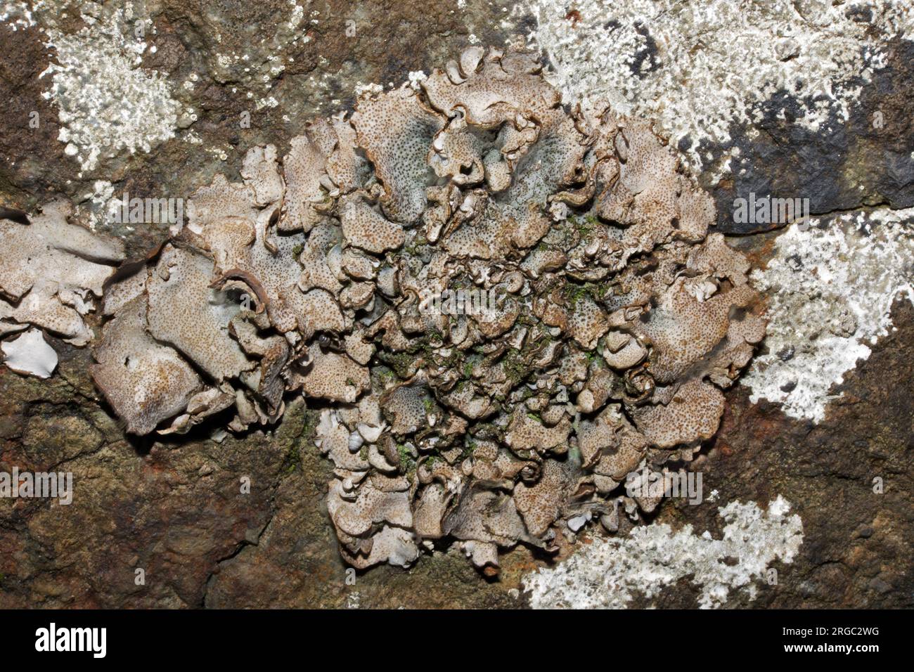 Il Dermatocarpon miniatum è un lichene fogliare che si trova su rocce calcaree umide. È cosmopolita ma registrata principalmente nell'emisfero settentrionale. Foto Stock