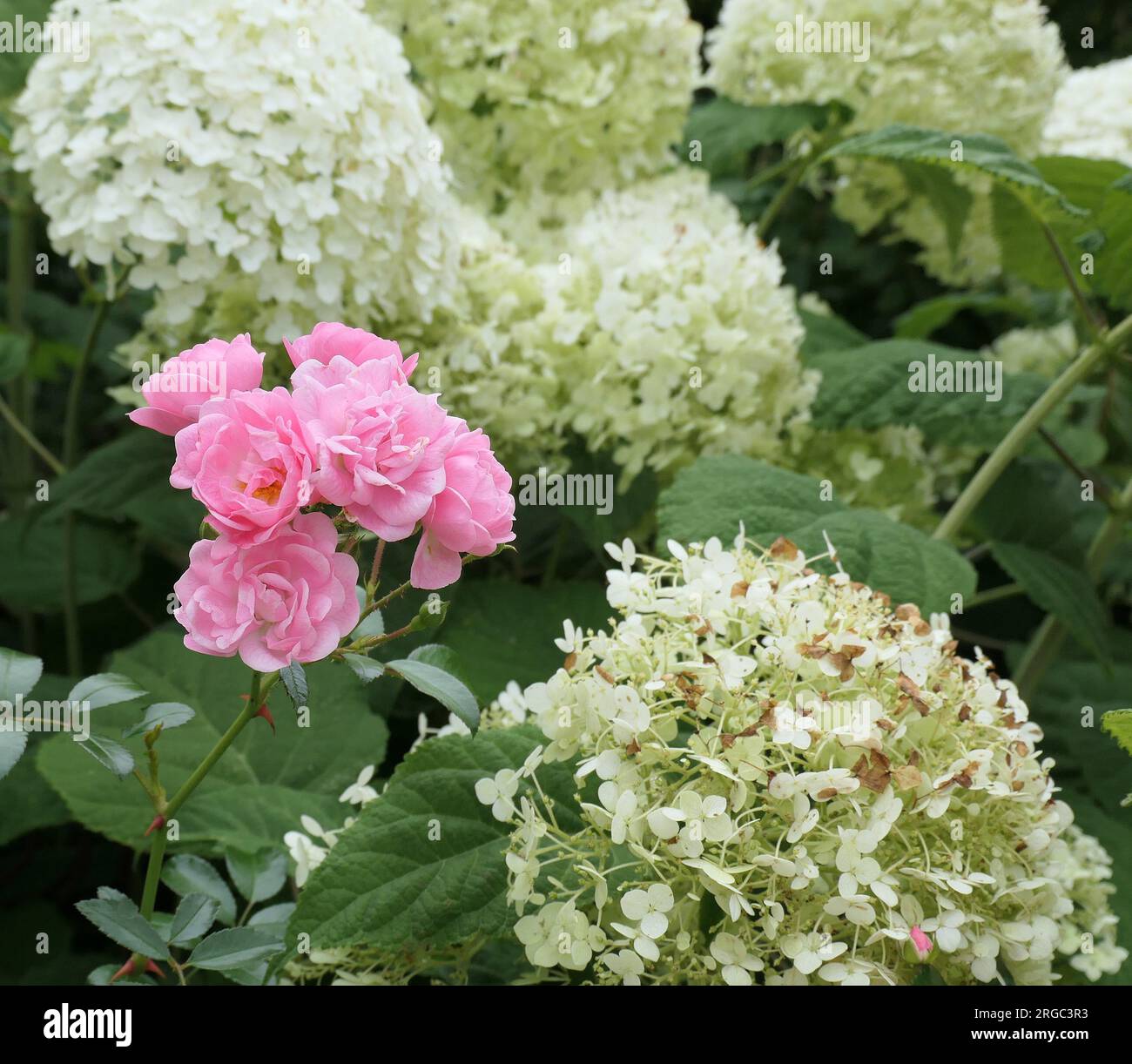 Primo piano della rosa rosa rosa del giardino estivo fiorito Rosa la Fata vista crescere tra ortensie bianche fiorite in estate. Foto Stock