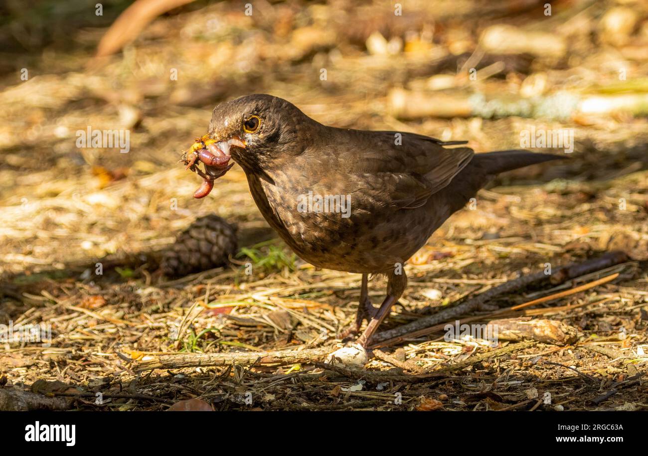Una femmina che raccoglie vermi da riportare alla sua giovane Foto Stock