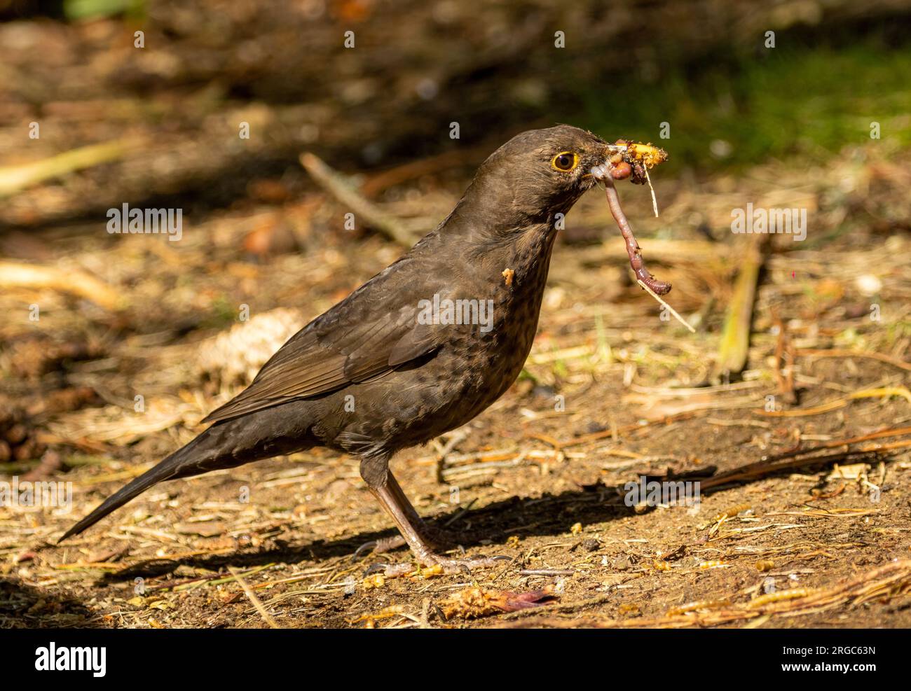 Una femmina che raccoglie vermi da riportare alla sua giovane Foto Stock