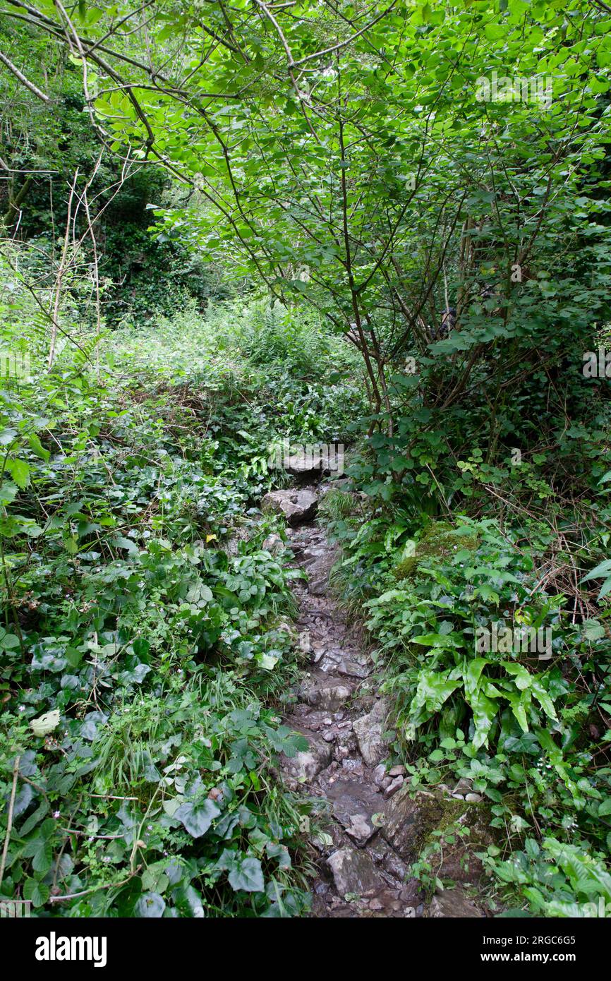 Ebbor Gorge, nel Somerset, Inghilterra Foto Stock