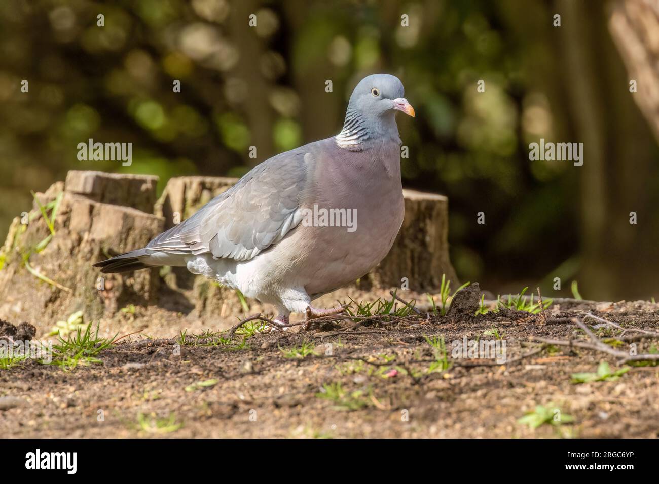 Piccioni che cercano cibo in un parco Foto Stock