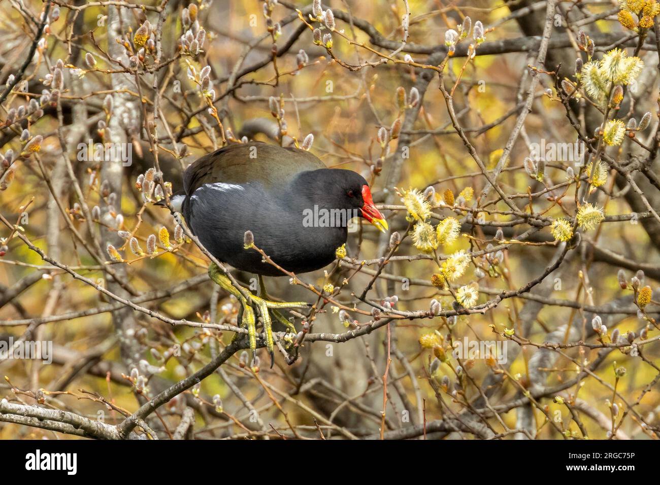 Moorhen con grandi piedi verdi nei rami di un albero Foto Stock