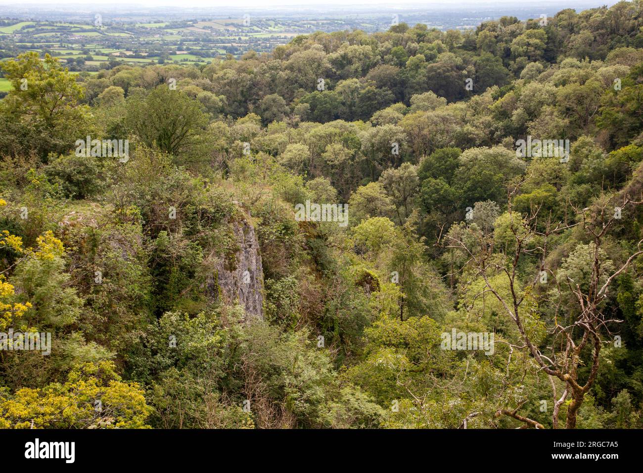 Ebbor Gorge, nel Somerset, Inghilterra Foto Stock