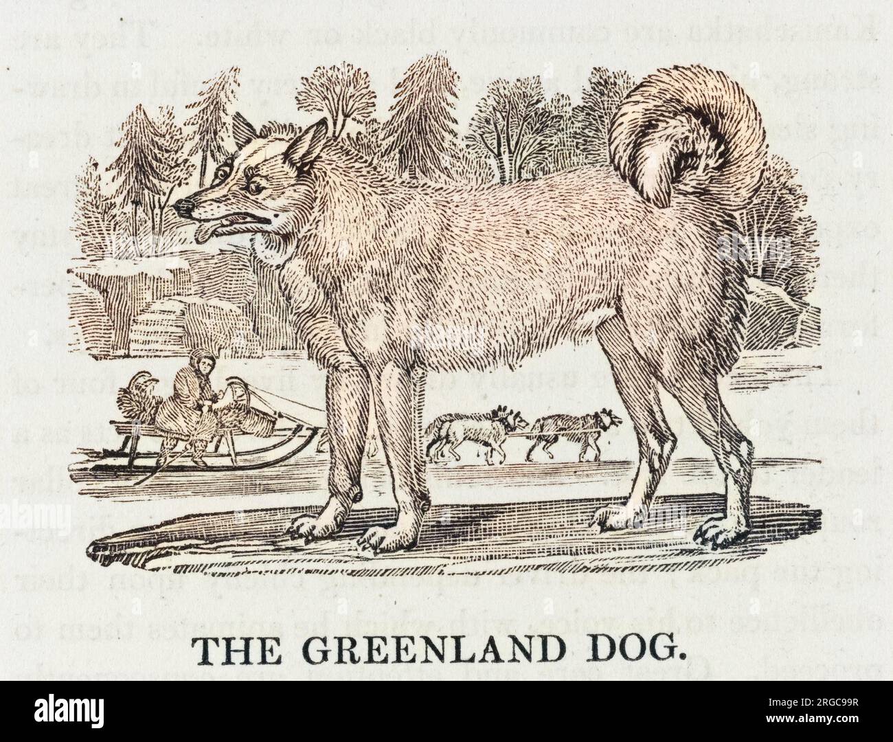 Buffon lo classifica come 'Chien de Sibirie' e Bewick ammette che il cane Groenlandia è un po' simile ai cani nativi della Siberia, della Lapponia e dell'Islanda. Foto Stock