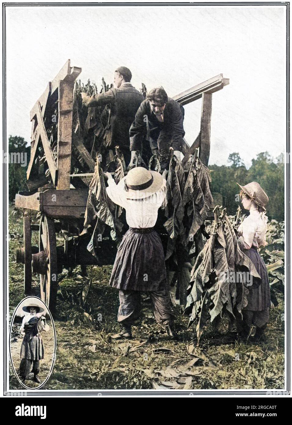 Lavoratori del tabacco nella fattoria principale di J. F. Whitmore a Methwold in Norfolk, caricando le foglie su un carrello appositamente costruito. Le lavoratrici possono essere viste indossando un'alternativa più pratica alle gonne ingombranti del 1912. Foto Stock