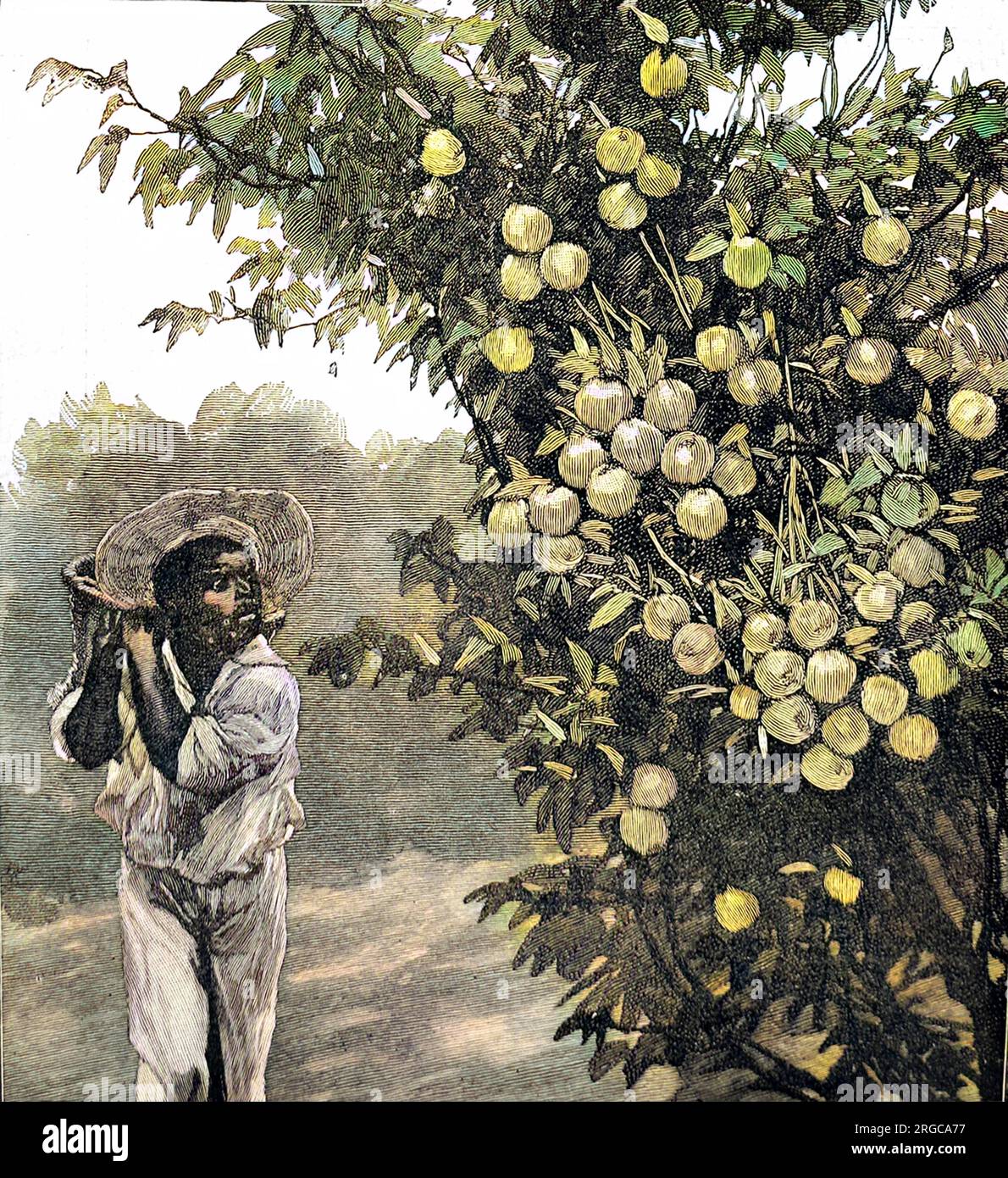 Arance sfondo. Arance fresche varietà coltivate in negozio. Arance adatto  per il succo di frutta, strudel, purea di arancia, frutta sciroppata Foto  stock - Alamy