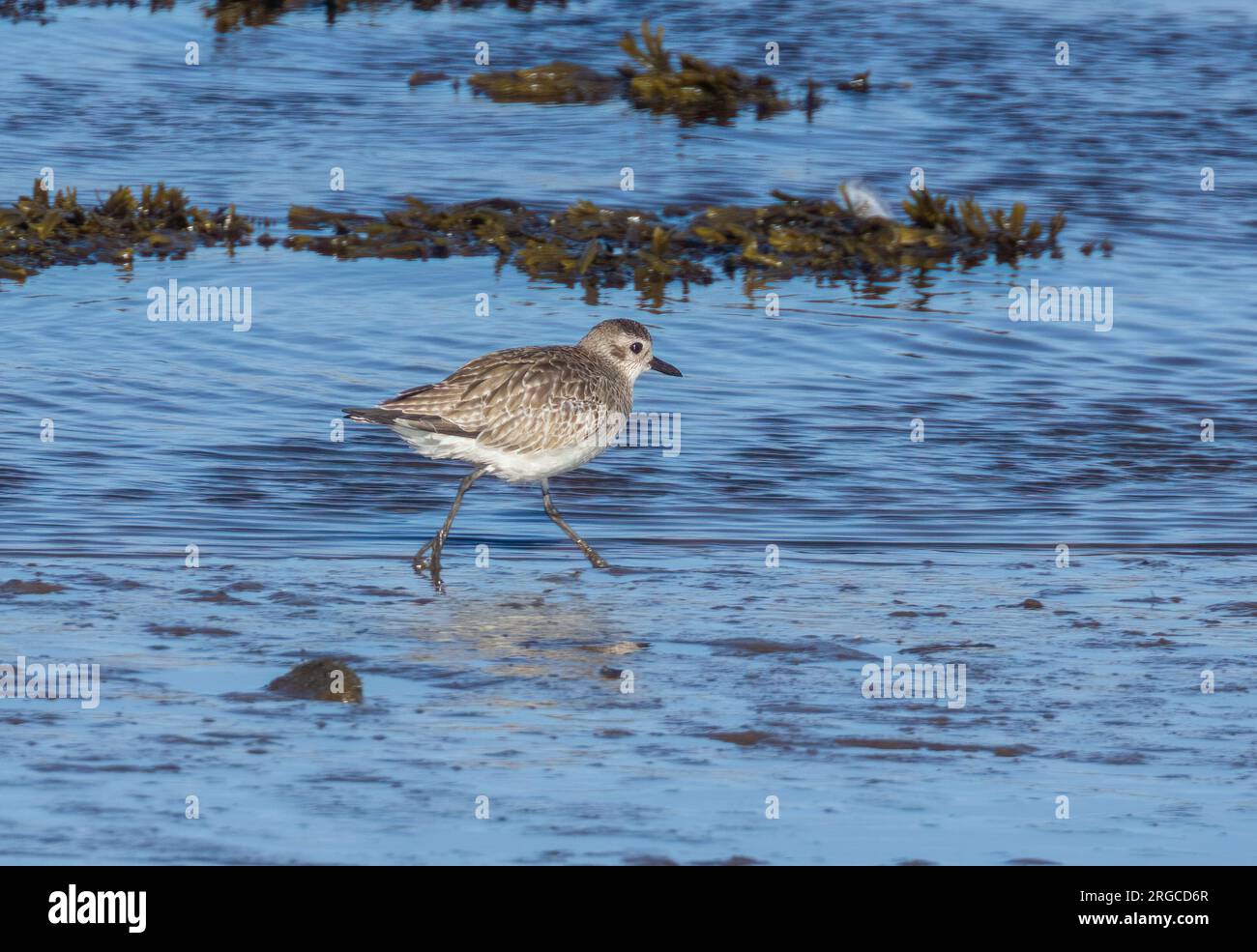 Sanderling, piccolo uccello da guado, sul bordo dell'estuario nell'acqua Foto Stock