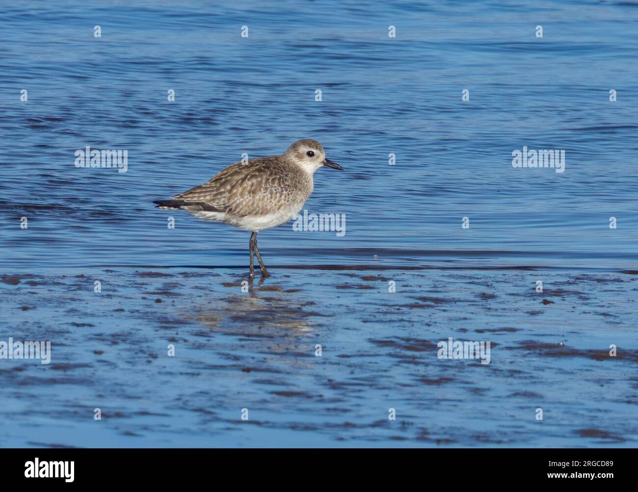 Sanderling, piccolo uccello da guado, sul bordo dell'estuario nell'acqua Foto Stock