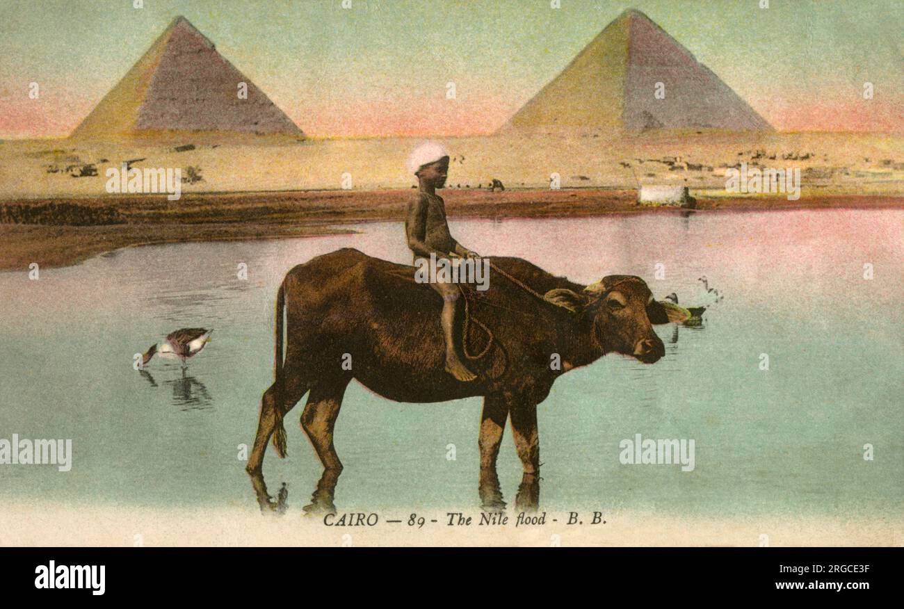 Giovane ragazzo che cavalca sul bue lungo il bordo dell'inondazione del Nilo con le piramidi di Giza sullo sfondo, il Cairo, l'Egitto. Foto Stock