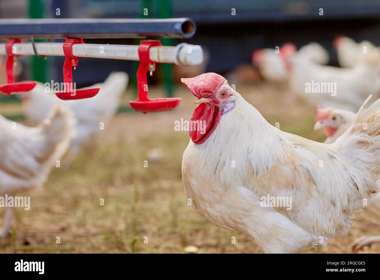 acqua potabile di pollo da un bevitore presso la fattoria ecologica di pollo, allevamento di polli allevati all'aperto Foto Stock